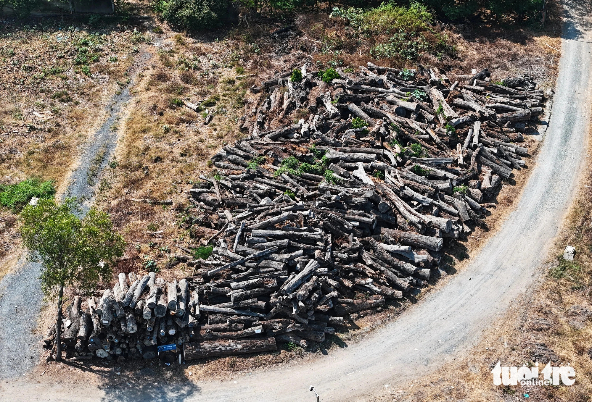 The logs, which are waiting to be sold at auction. Photo: Duc Phu / Tuoi Tre