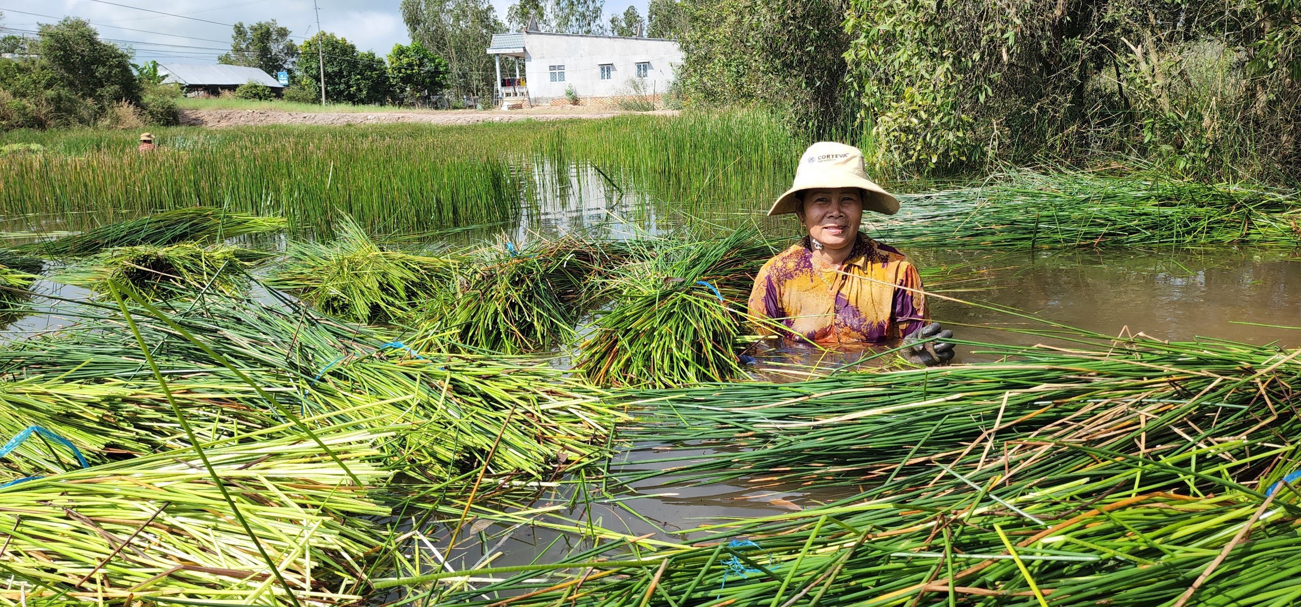 Retired doctor restores grass, livelihood in saltwater intrusion-hit area in Vietnam's Mekong Delta