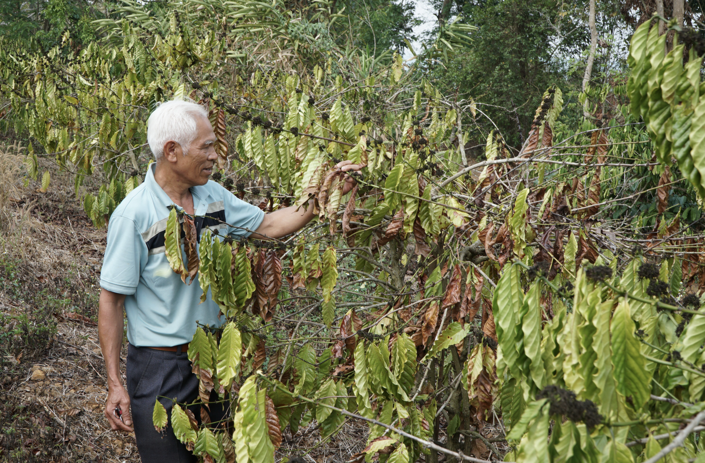 Coffee plants in Nguyen Khac Chinh’s coffee field in Dak Lao Commune are severely  thirsty. Photo: Duc Lap / Tuoi Tre