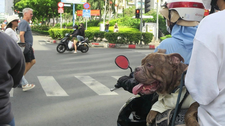 Fear of dog attacks rises in Ho Chi Minh City