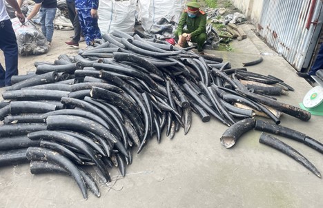 Vietnam seizes 1.6 tonnes of smuggled ivory at northern port