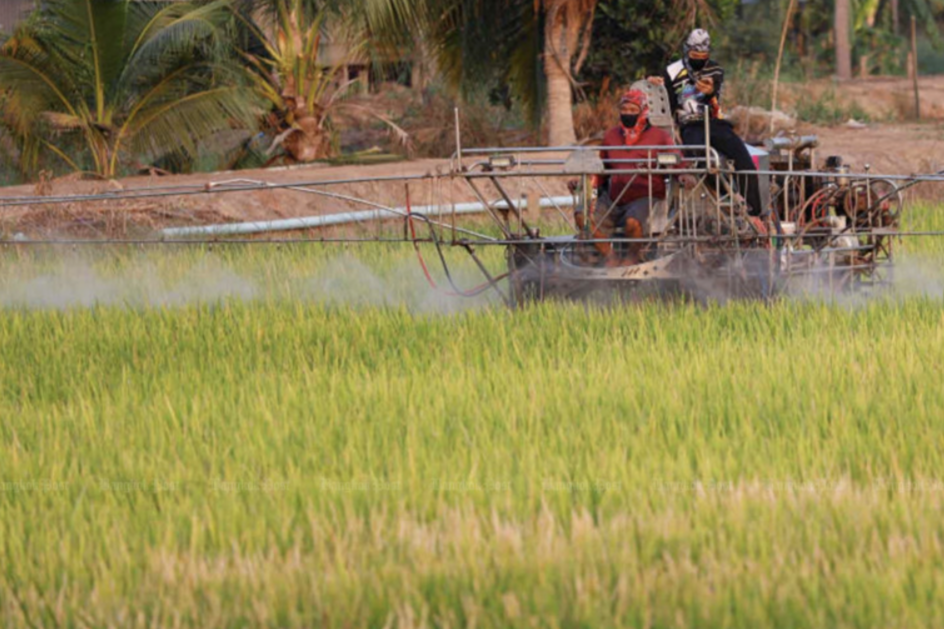 Vietnam’s high-yield rice causes price drop in Thailand: Thai association