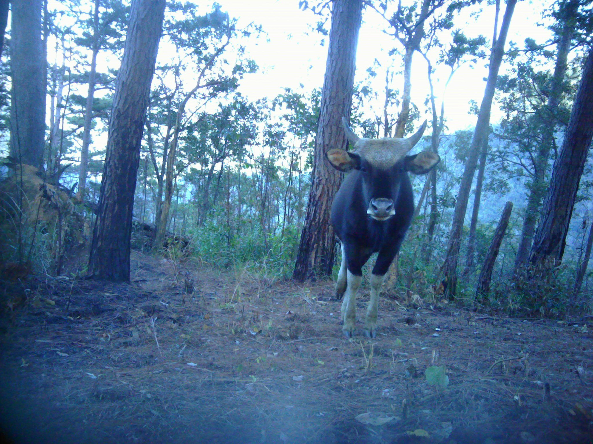 Gaurs spotted by cameras at south-central Vietnam national park