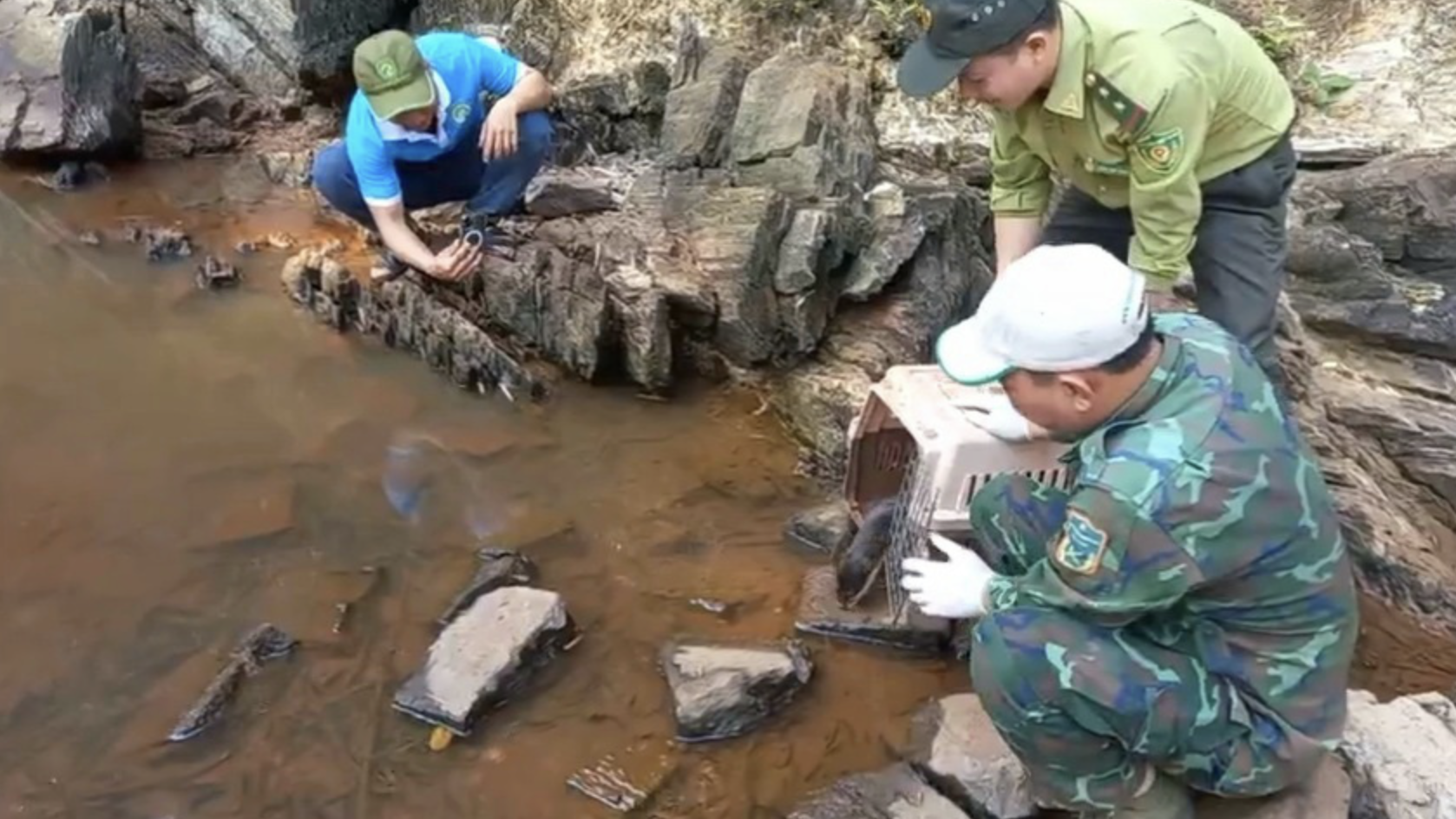 49 wild animals released back to nature in southern Vietnam