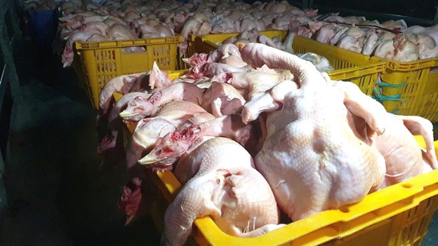Experts warn of poor-quality chicken imports to Vietnam