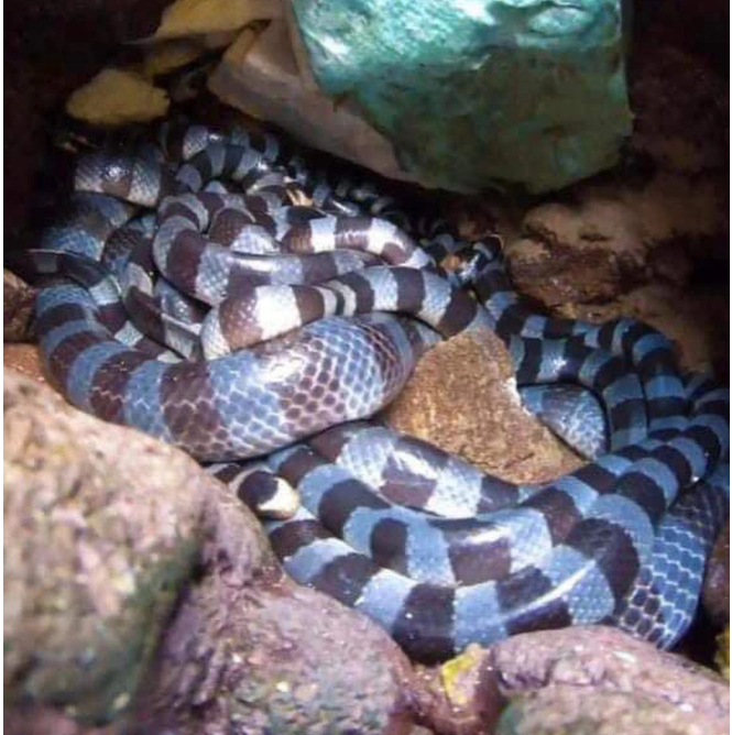 Official rejects report of world’s most venomous snakes on south ...