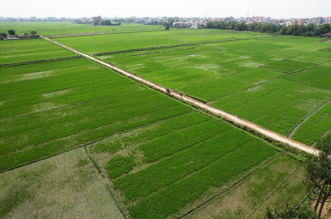 A rice field on the outskirts of Hoi An City, Quang Nam Province. Photo: B.D. / Tuoi Tre