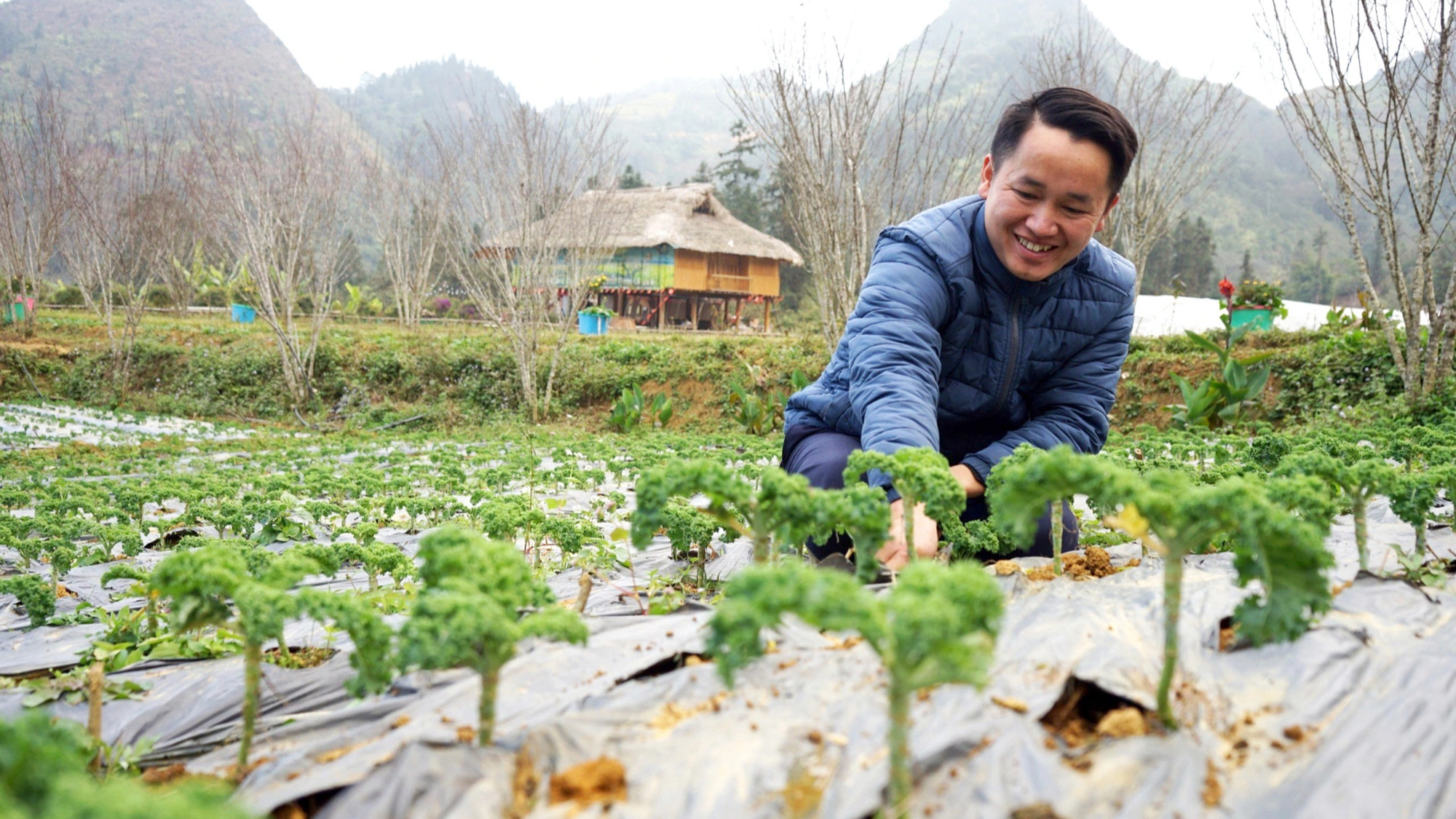 Mong ethnic man pioneers kale farming in Vietnam’s northern mountainous village