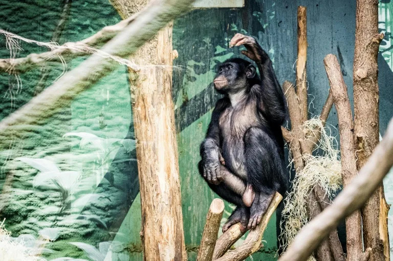 Bad boys: Study finds aggressive bonobo males attract more mates