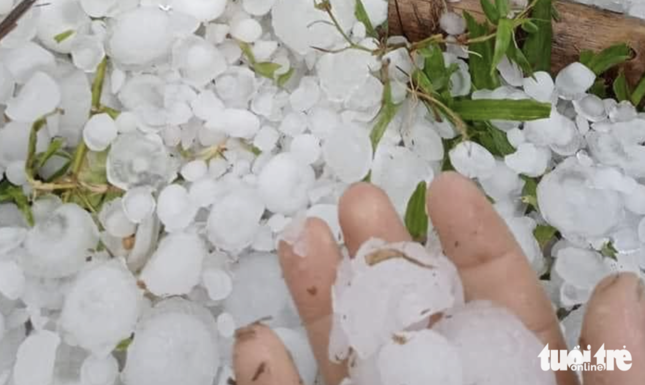 Hailstones pelt down in Ky Son District, Nghe An Province, north-central Vietnam on April 14, 2024. Photo: Tam Pham / Tuoi Tre