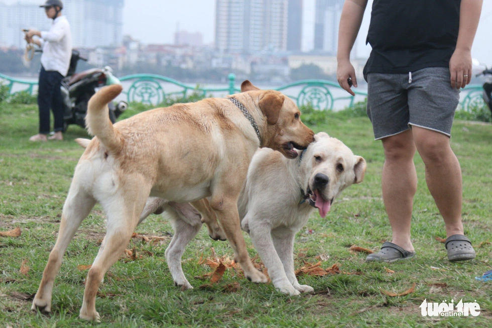 Hanoi bolsters rabies control measures amidst heightened summer risks