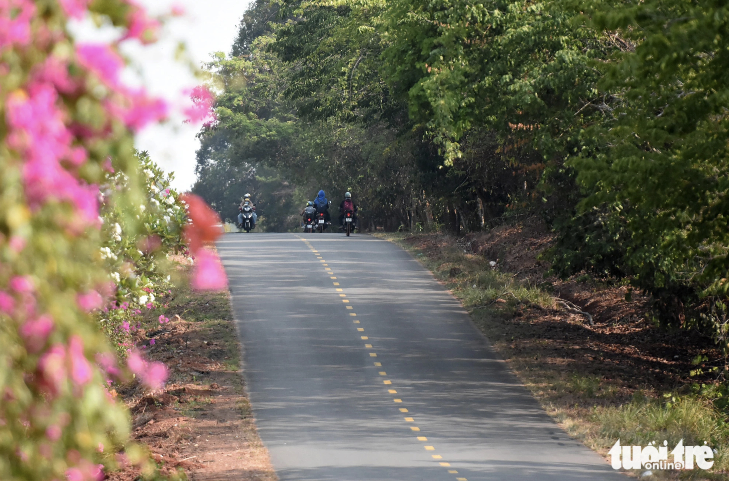 Trees and flowers line the road on both sides leading to Tri An Lake in Dong Nai Province, southern Vietnam. Photo: A Loc / Tuoi Tre
