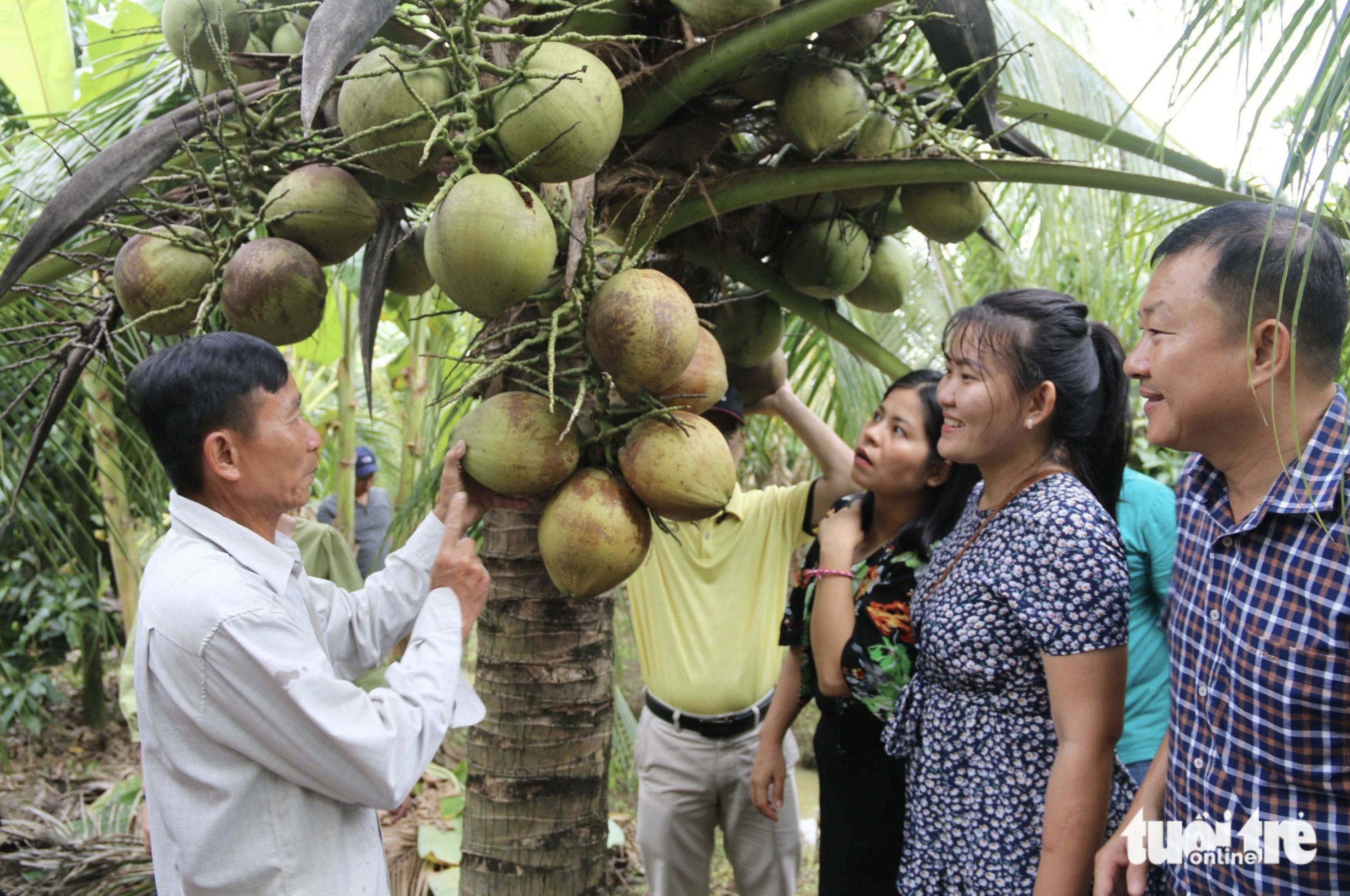 100-year waxy flesh coconut tree fest to be held in Vietnam’s Tra Vinh