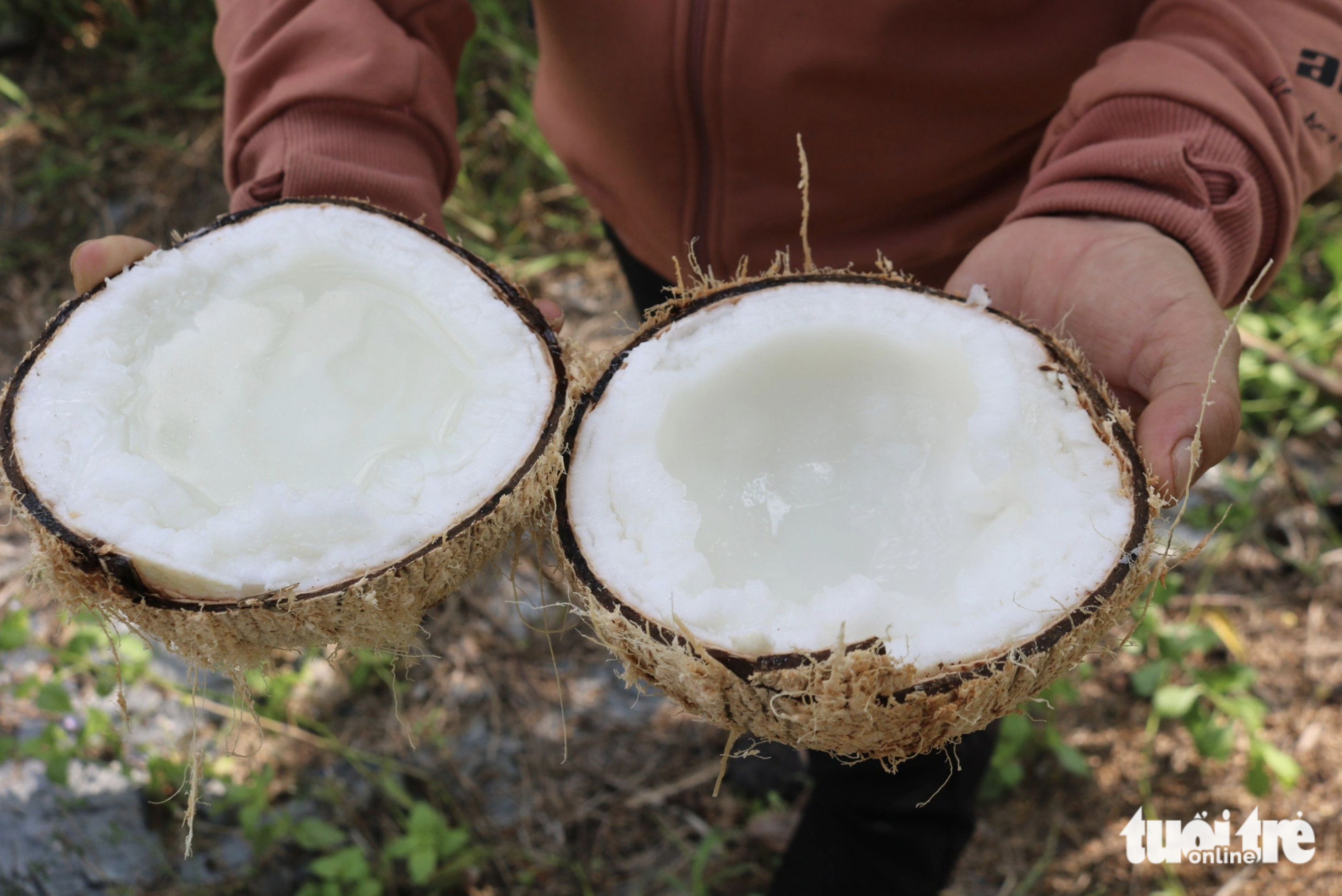 Tra Vinh Province, southern Vietnam is known for dua sap (waxy flesh coconut). Photo: Hoai Thuong / Tuoi Tre