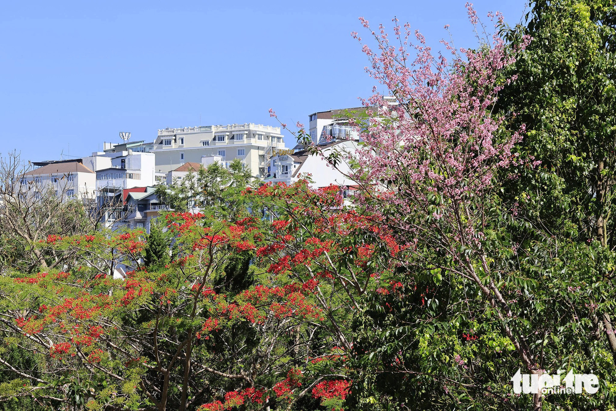 Cherry-like apricot blossoms in full bloom at the same time as royal poinciana in Da Lat City, Lam Dong Province, Vietnam, April 2024. Photo: M.V. / Tuoi Tre