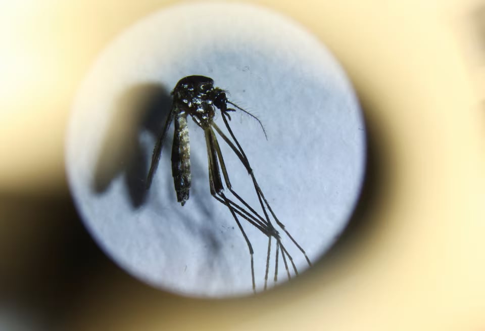 Dengue cases surge by nearly 50% in Americas amid 'emergency situation', UN agency says