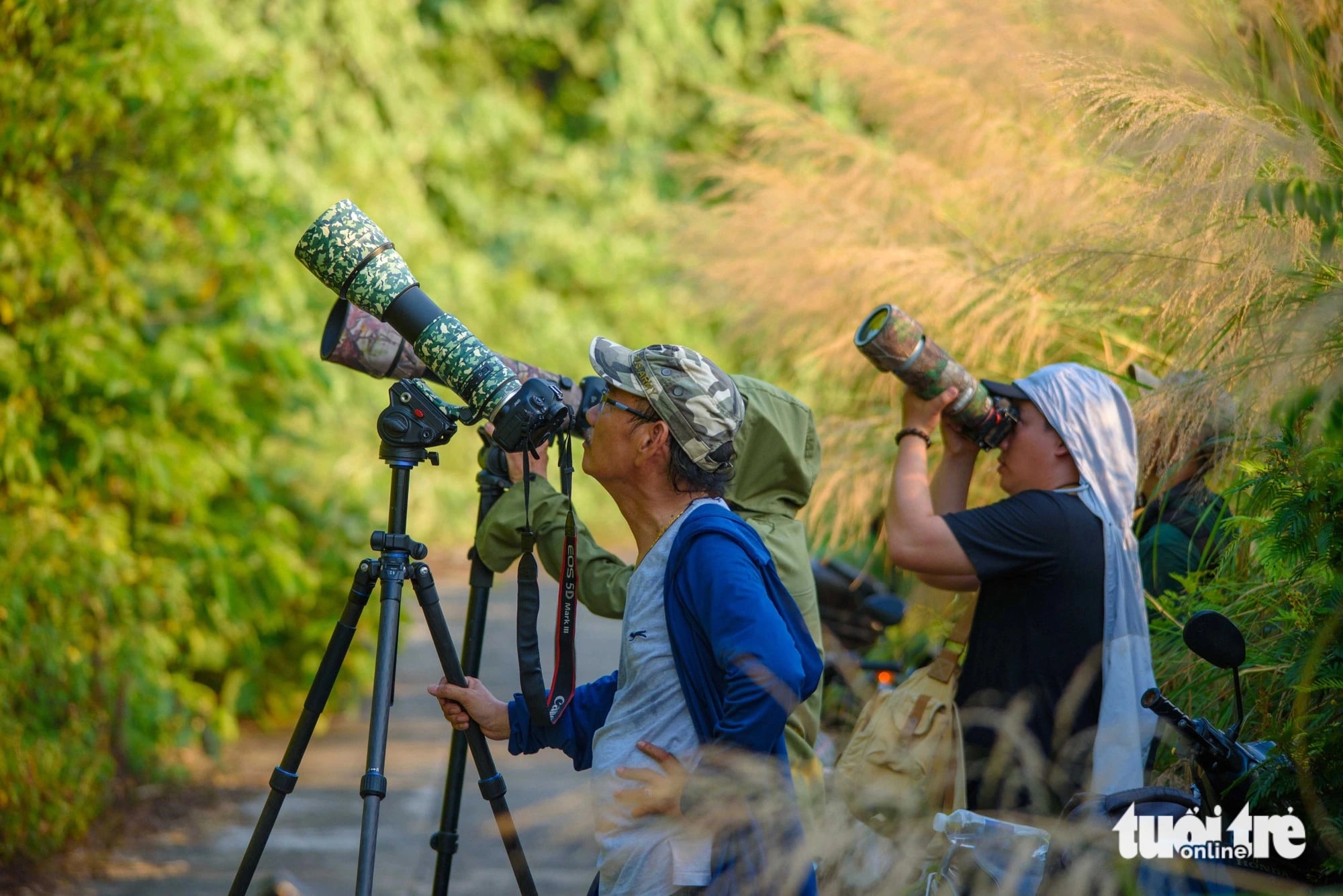 Photographers gather on Son Tra Peninsula, Son Tra District, Da Nang City, central Vietnam for photos of yellow flamboyant flowers and red-shanked douc langurs. Photo: Tran Minh Tri