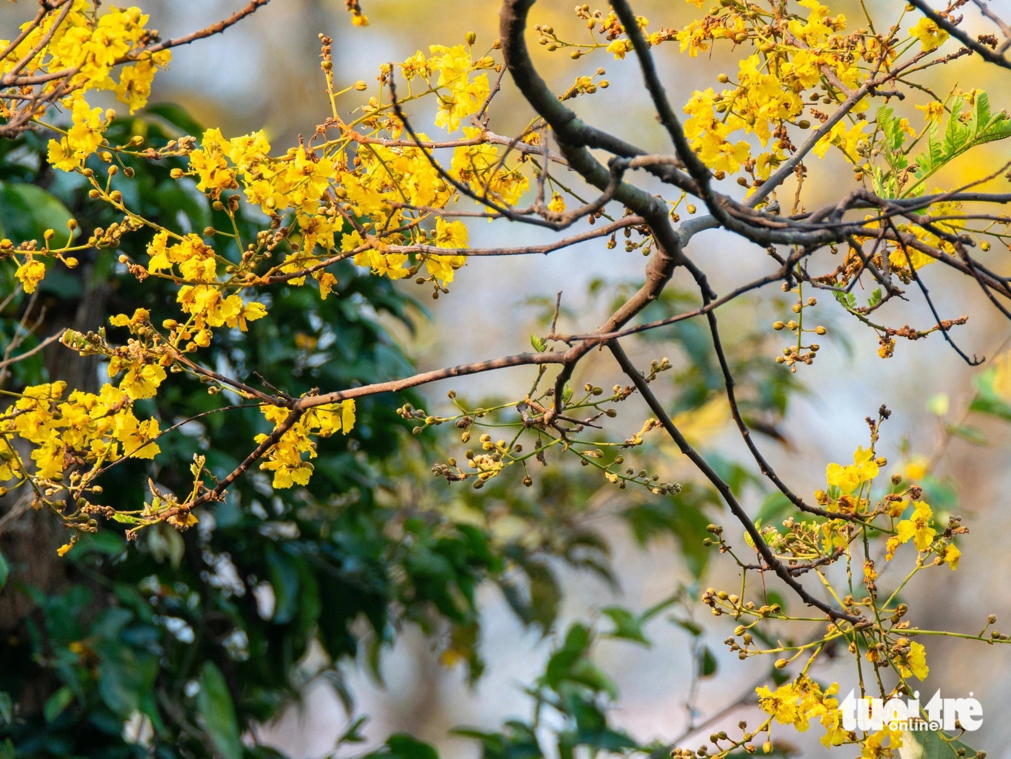 A closer shot to yellow flamboyant flowers on Son Tra Peninsula, Son Tra District, Da Nang City, central Vietnam. Photo: Tran Minh Tri