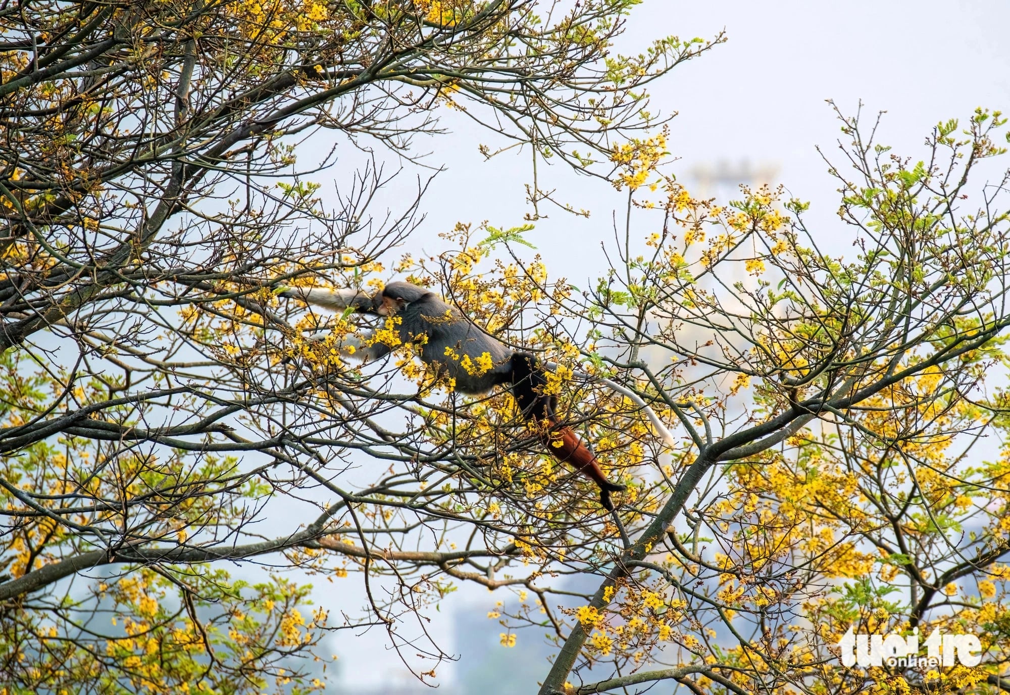 A red-shanked douc langur is spotted on a blossoming yellow flamboyant tree on Son Tra Peninsula, Son Tra District, Da Nang City, central Vietnam. Photo: Tran Minh Tri