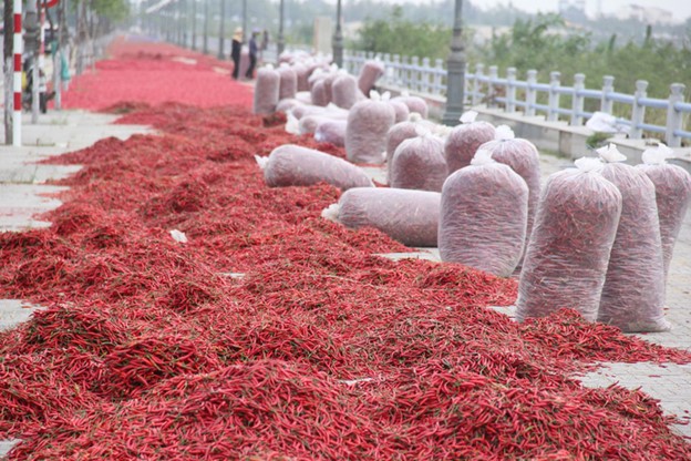 Dried chilies are packed to make room for drying new batches of fresh chilies. Photo: Tran Mai / Tuoi Tre