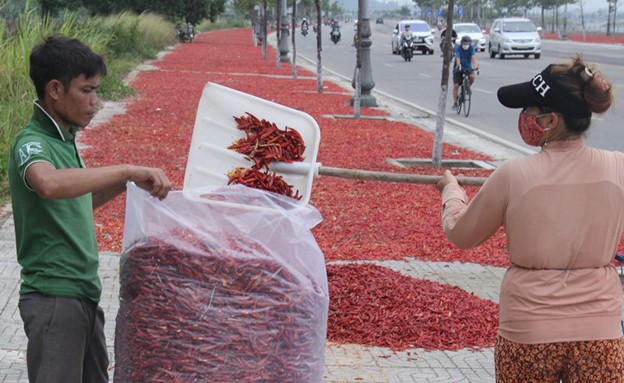 Residents shovel dried chilies into bags as fresh chilies remain plentiful. Photo: Tran Mai / Tuoi Tre