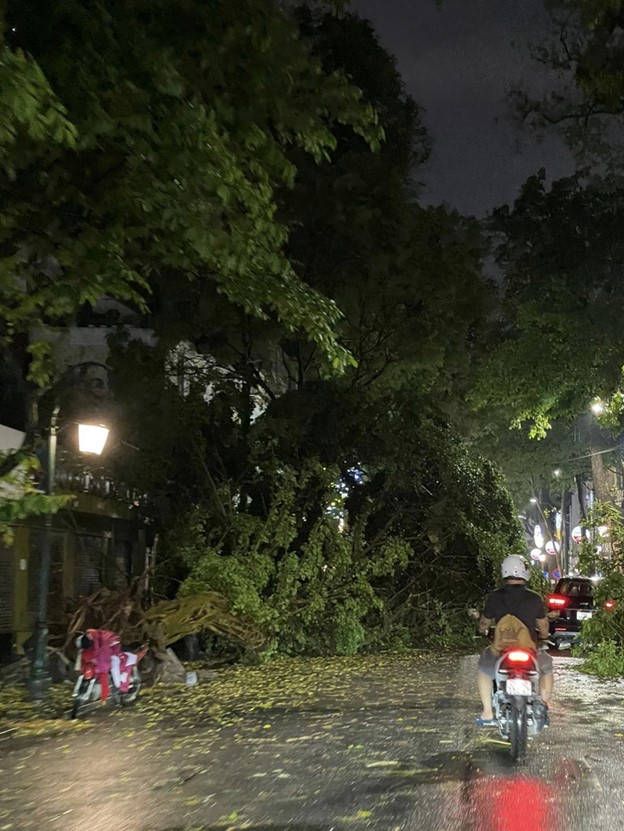 A ficus microcarpa tree falls on Trang Thi Street in Hanoi on April 20, 2024. Photo: Gia Khanh / Tuoi Tre