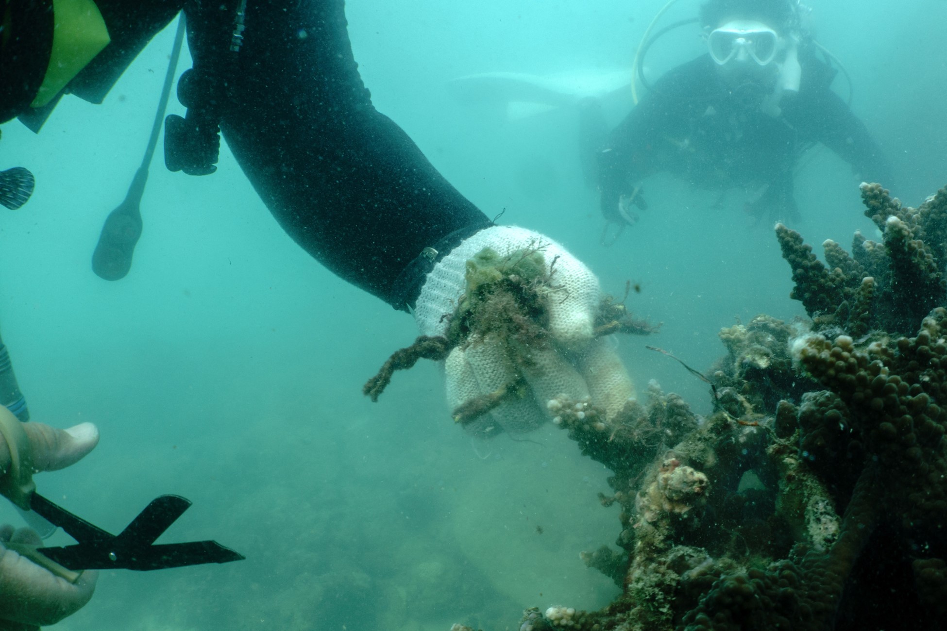 A scuba diver removes abandoned fishing nets covering a coral reef in Phuket, Thailand, April 4, 2024. Photo: Reuters