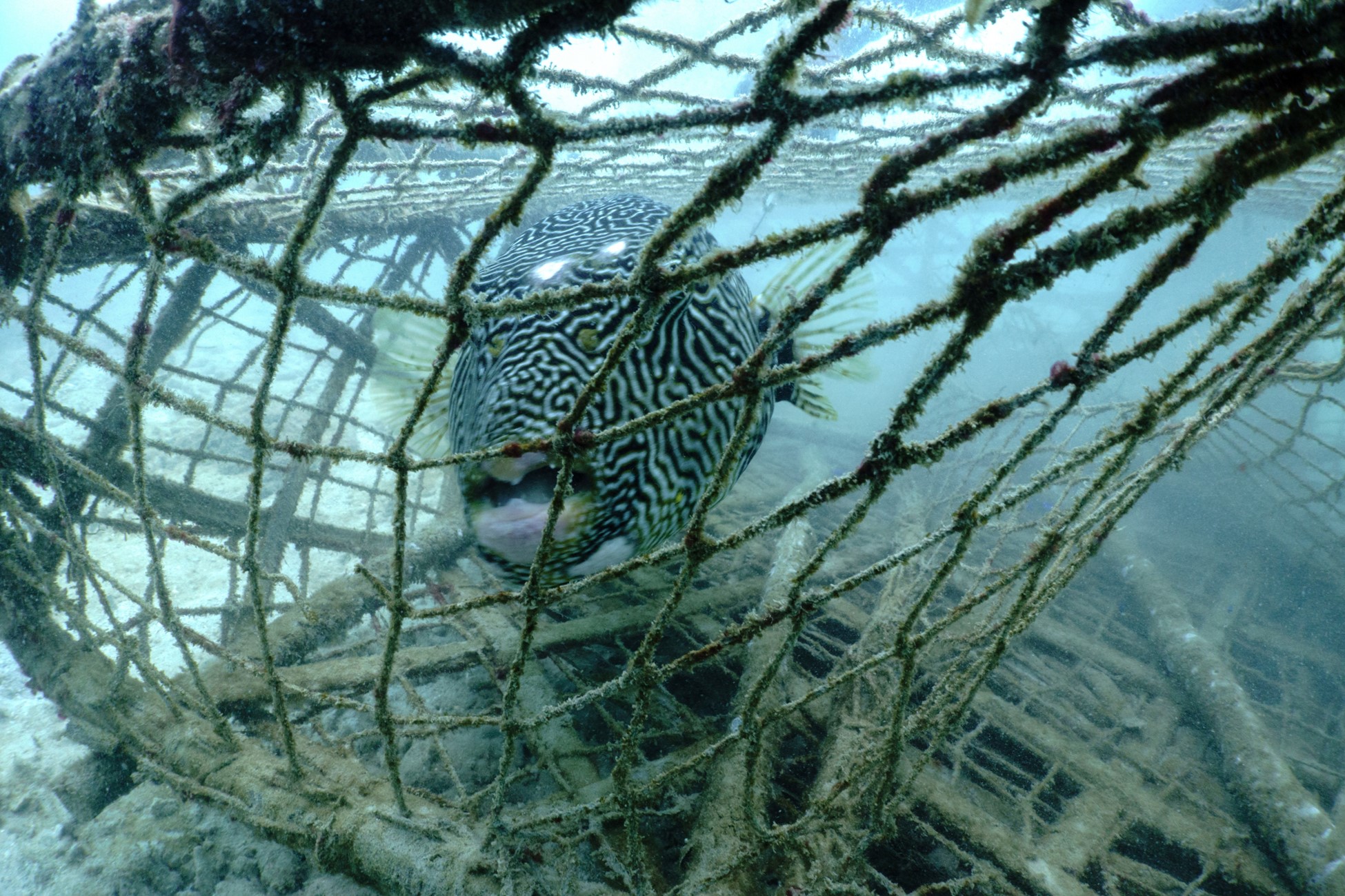 A star puffer fish is trapped inside an abandoned fishing cage in Phuket, Thailand, April 4, 2024. Photo: Reuters