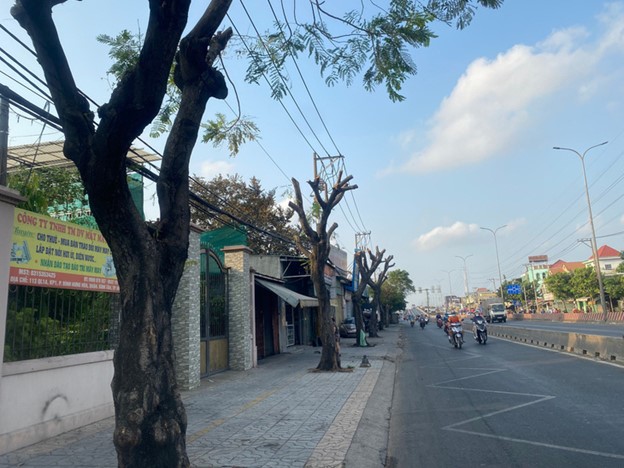 Trees stripped bare amid sweltering weather in Ho Chi Minh City