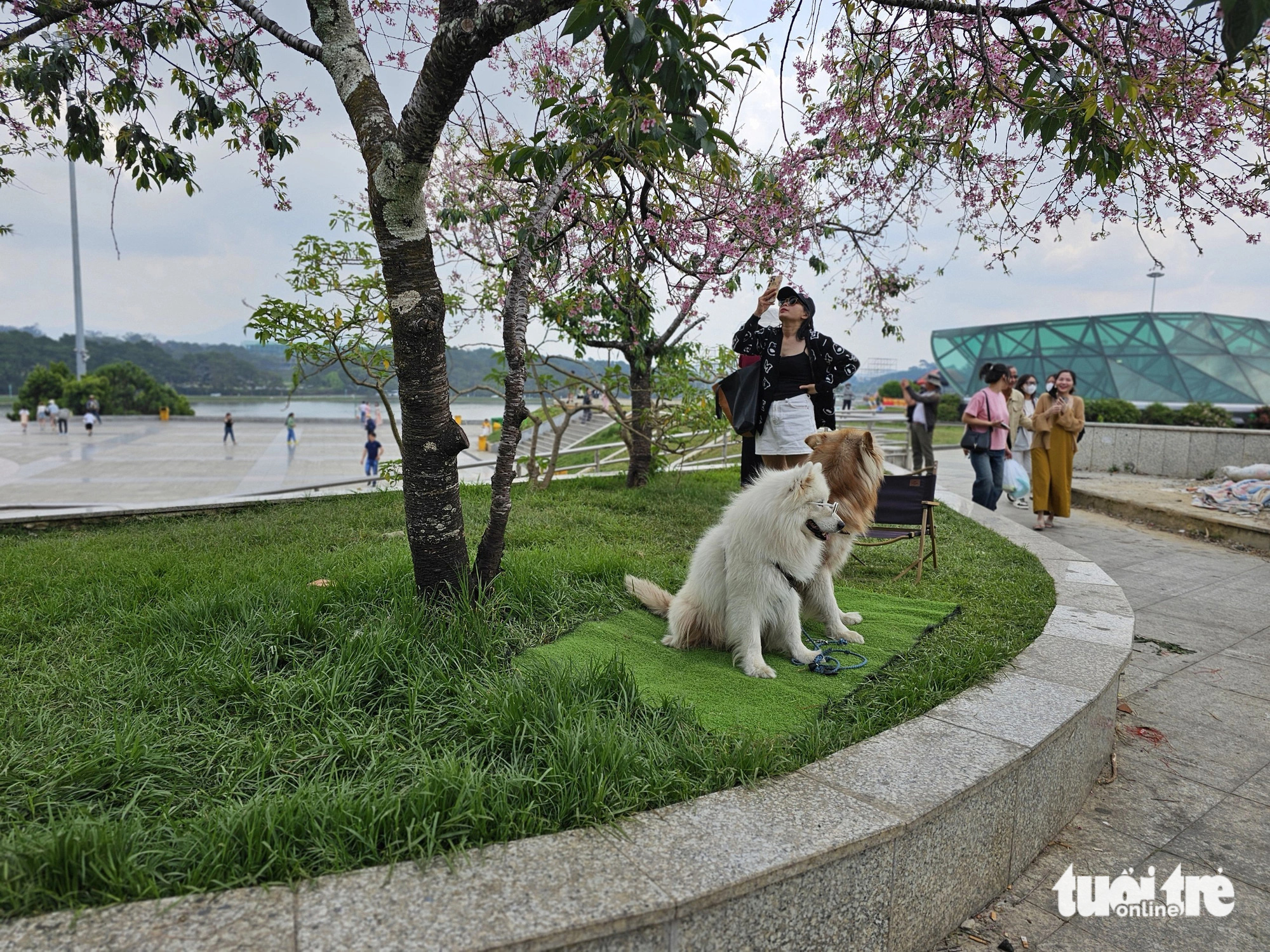 Vietnam’s Da Lat cracks down on illegal pet photo ops under public blossom trees
