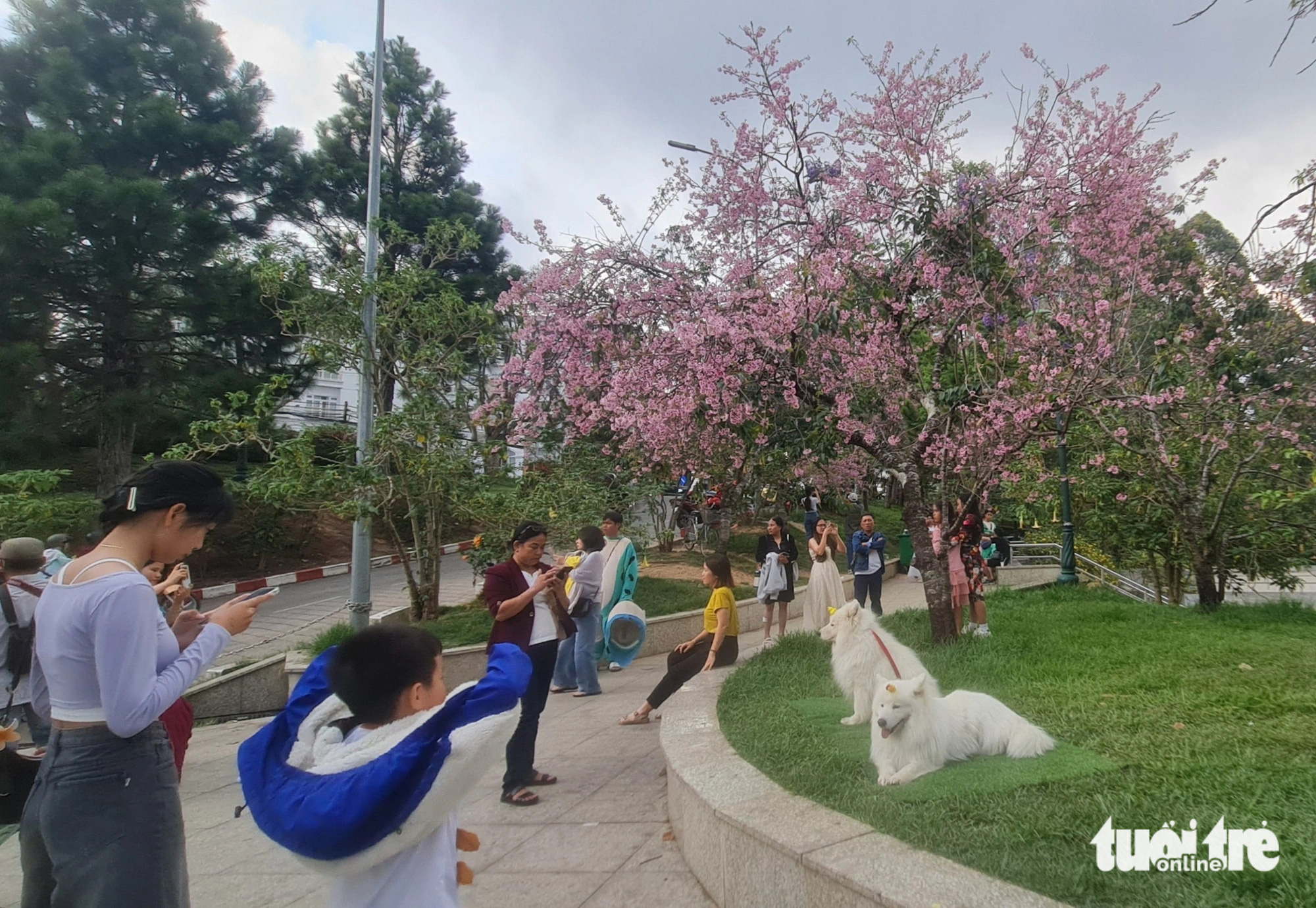Two Alaskan dogs are positioned under a cherry-like apricot blossom tree to illegally monopolize public spaces and offer photography services at Lam Vien Square in Da Lat City, Lam Dong Province, Vietnam. Photo: L.A. / Tuoi Tre