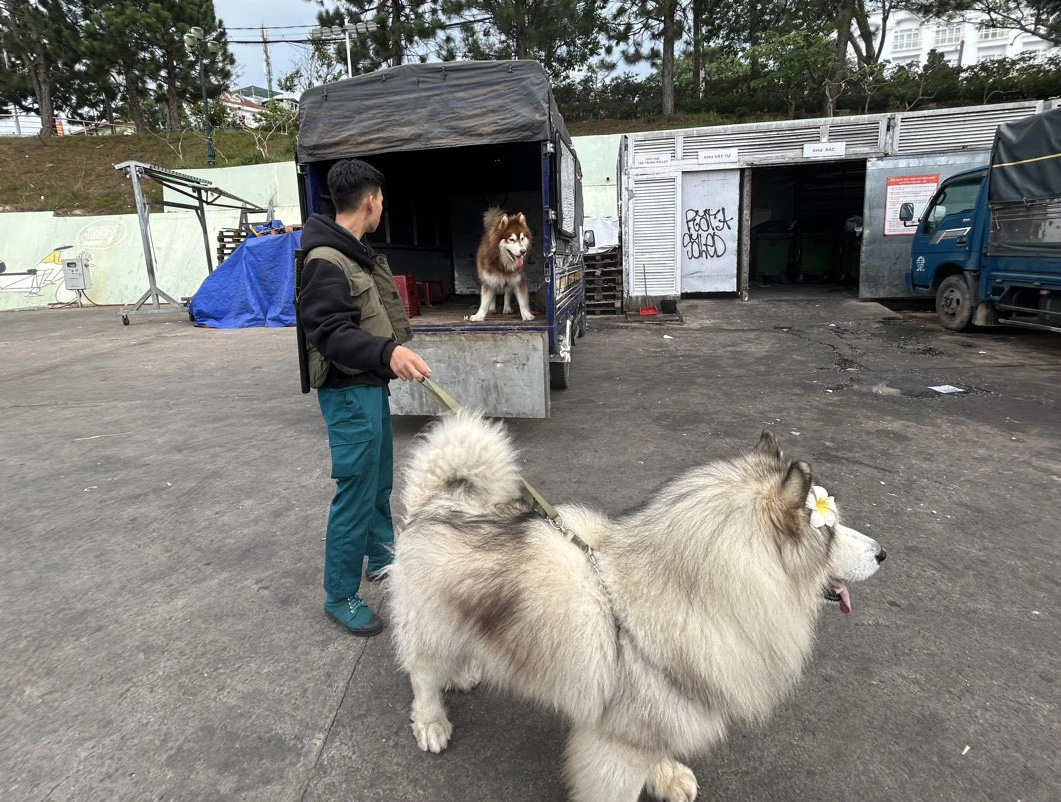 Two Alaskan dogs are temporarily seized after their owners positioned them under cherry-like apricot blossom trees to illegally monopolize public spaces and offer photography services at Lam Vien Square in Da Lat City, Lam Dong Province, Vietnam. Photo: L.A. / Tuoi Tre
