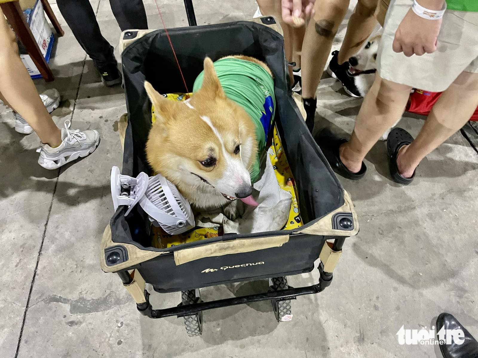A corgi is transported in a stroller to a racing competition for corgis held at the Labor Cultural Palace in District 1, Ho Chi Minh City, April 21, 2024. Photo: Binh Minh / Tuoi Tre