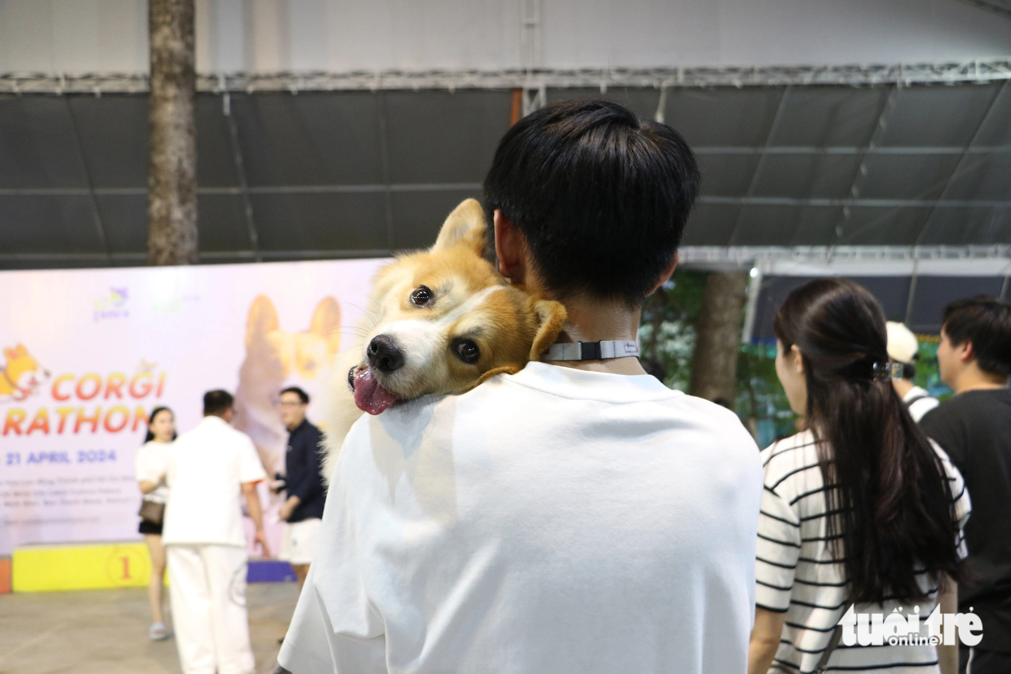 A dog owner and his corgi at a racing competition for corgis held at the Labor Cultural Palace in District 1, Ho Chi Minh City, April 21, 2024. Photo: Binh Minh / Tuoi Tre