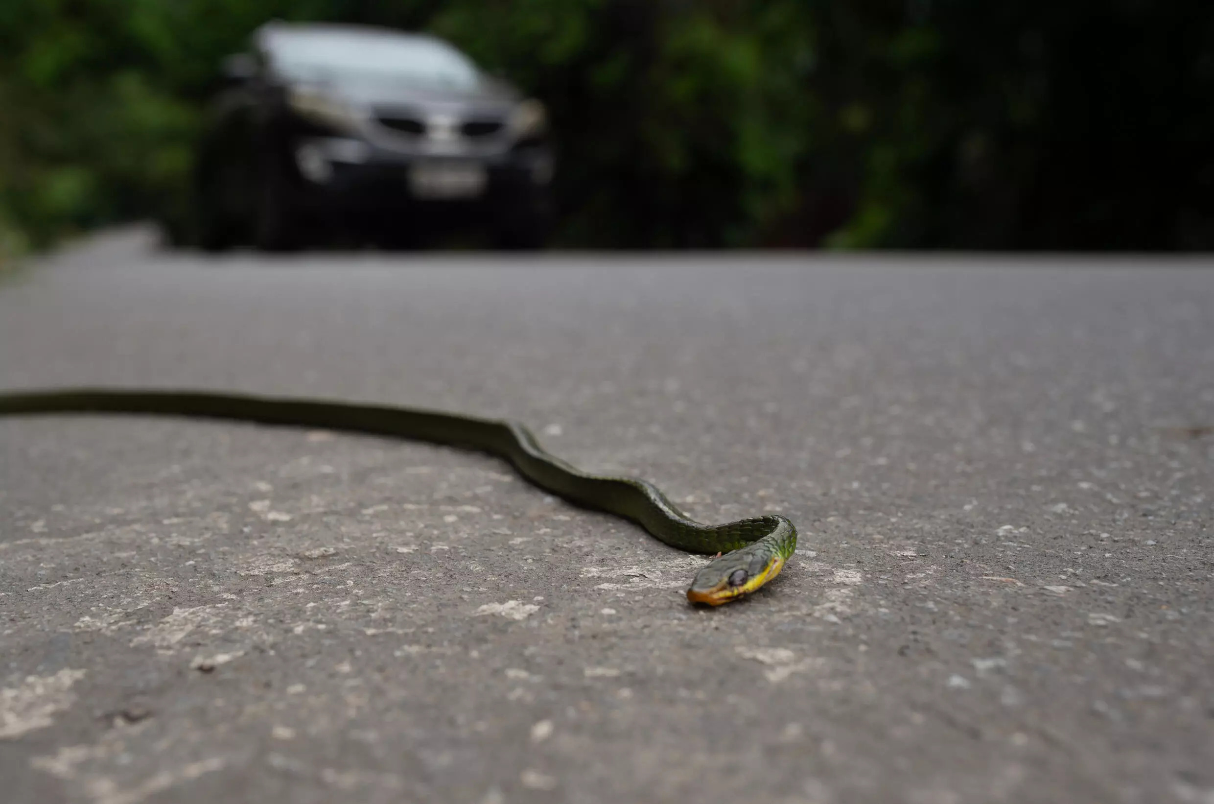 About 16 wild animals become roadkill every second in Brazil, the world's most biodiverse country. Photo: AFP