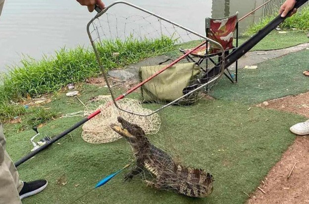 Resident catches crocodile in fishing lake in Hanoi