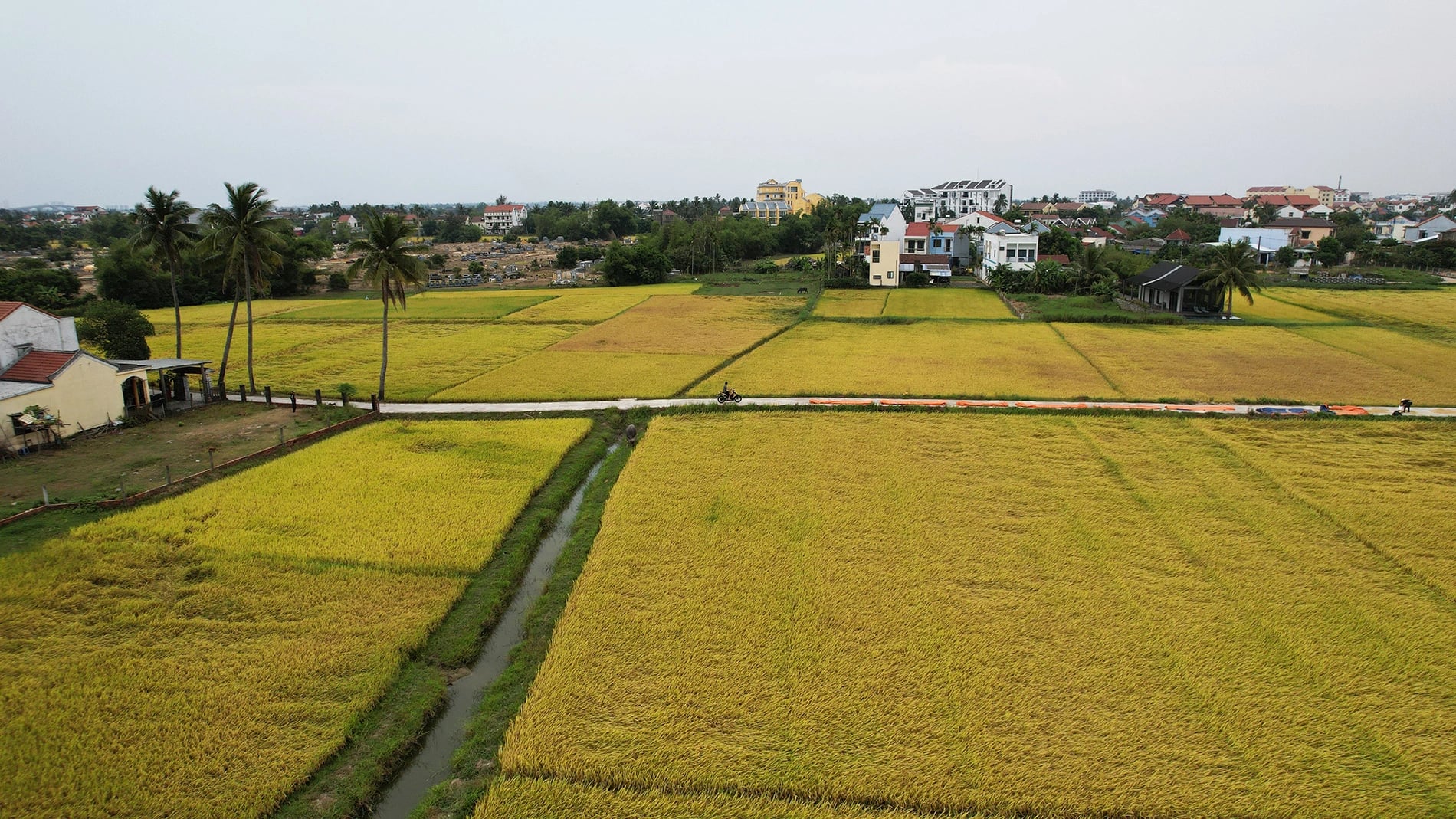 Yellow ripe paddy fields on the edge of Hoi An Ancient Town, Hoi An City, central Vietnam. Photo: Pham Van Son
