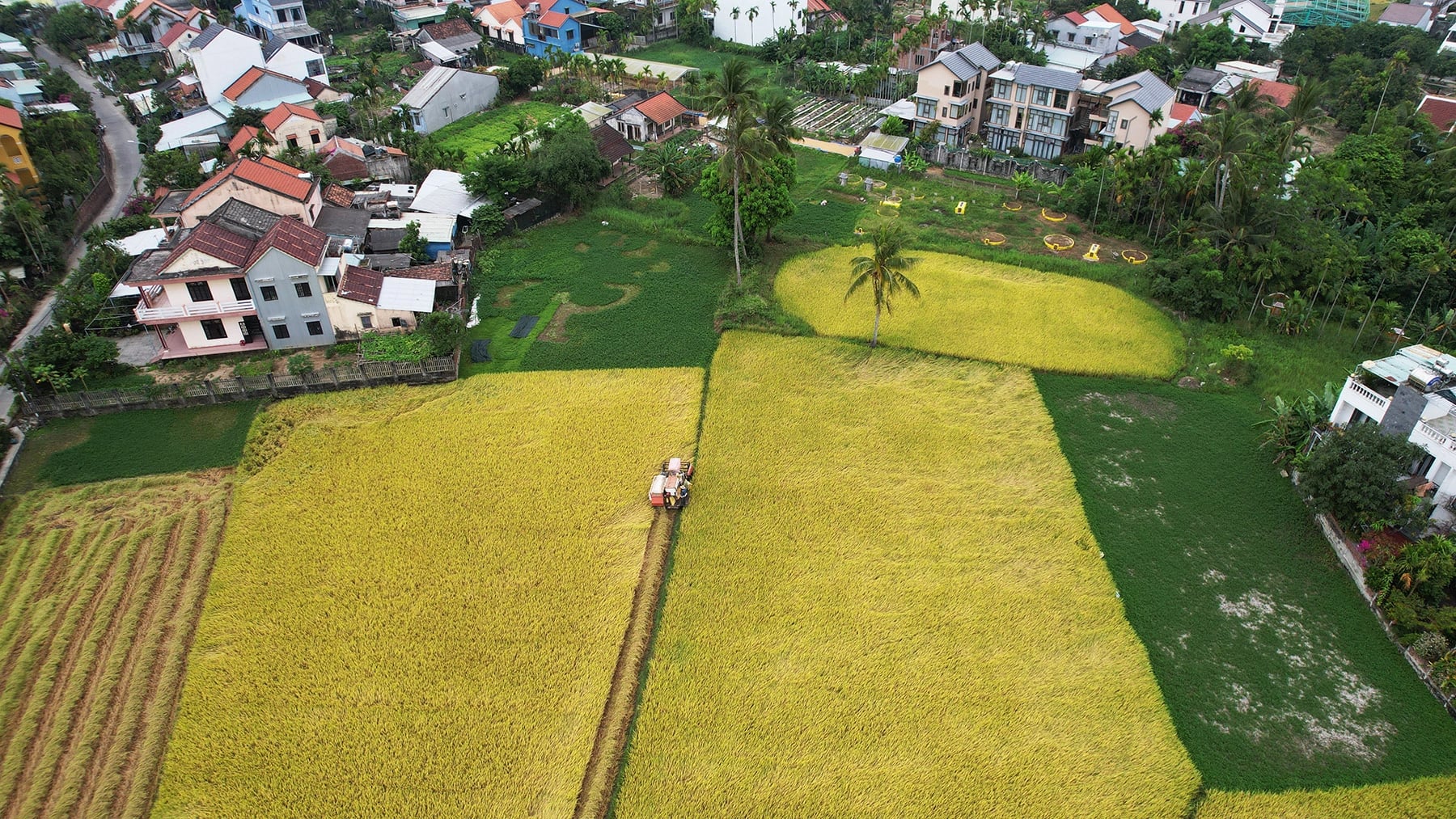Ripe rice season a magnet for tourists in Vietnam's Hoi An City