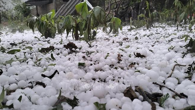 Hailstones damage crops in Hang Kia and Pa Co Communes under Hoa Binh Province. Photo: Vietnam News Agency