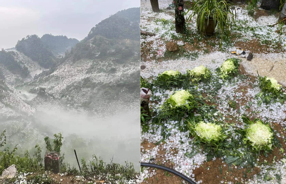 Vegetables and fruits are damaged by hailstones. Photo: T. Thuy / Tuoi Tre