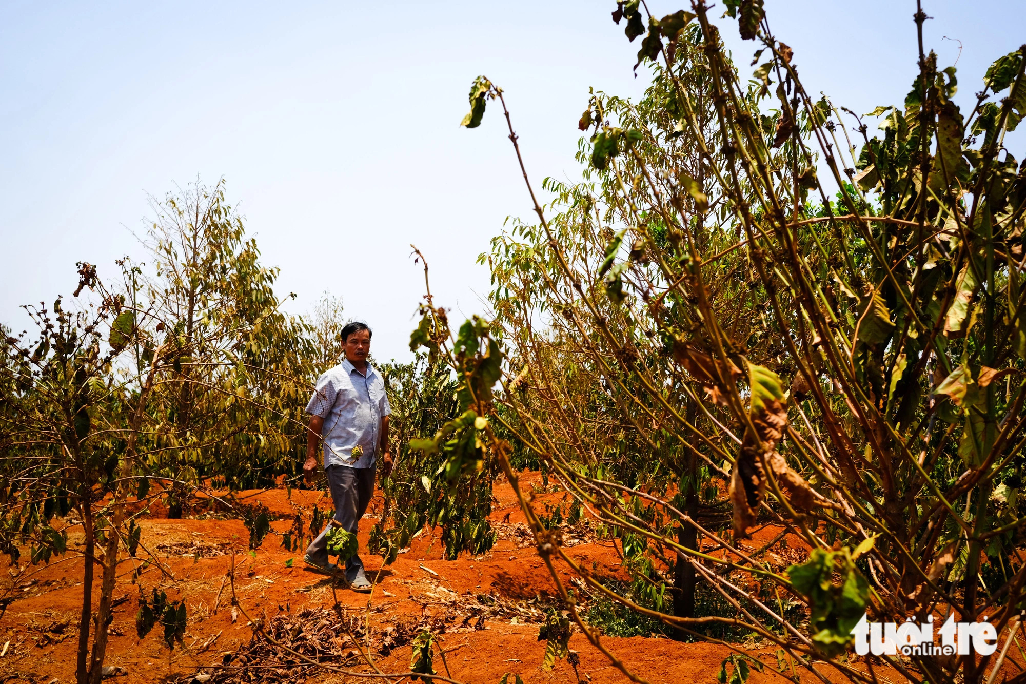 Severe drought scorches coffee plantations in Vietnam’s Central Highlands