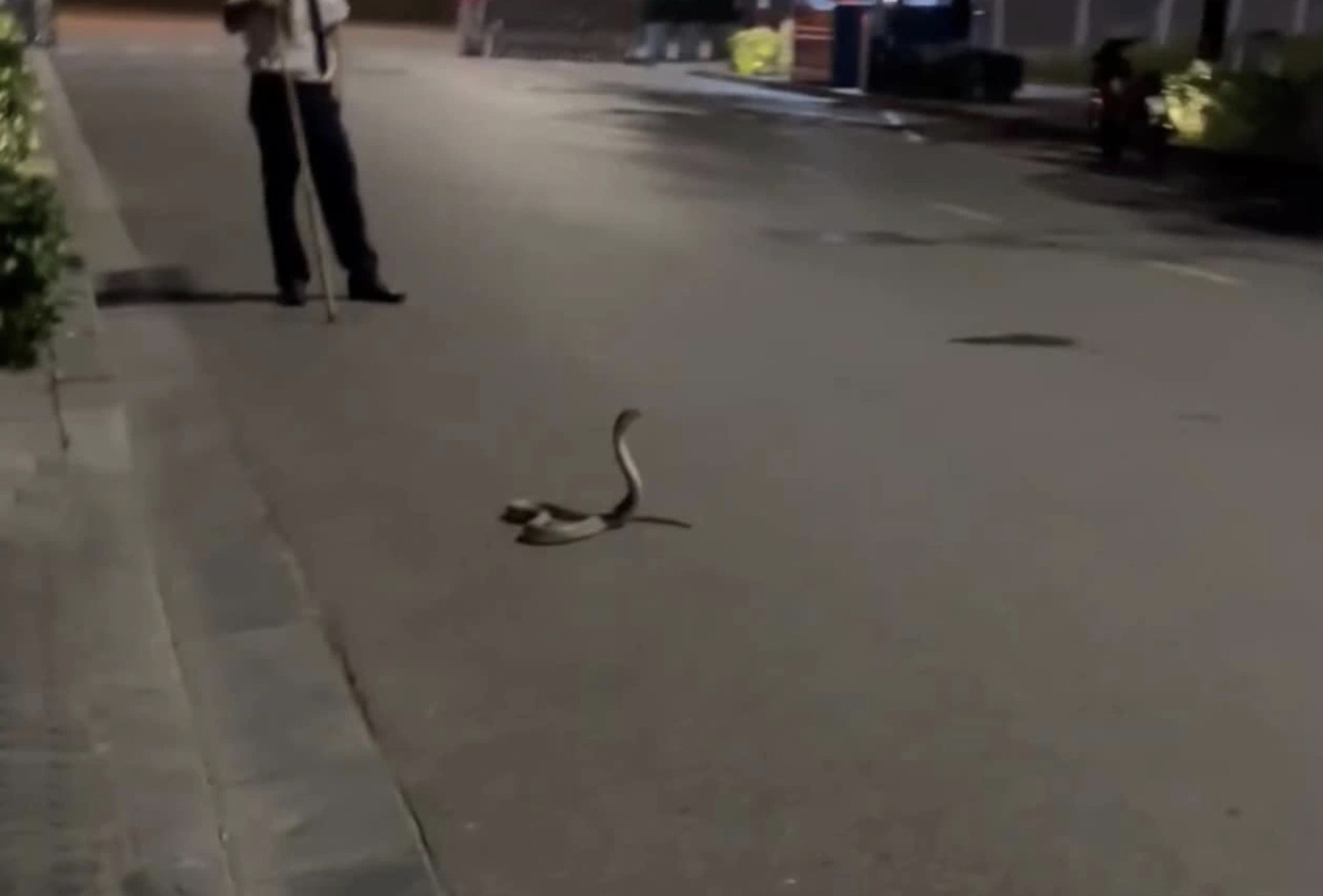 Cobra appears in Hanoi’s urban area