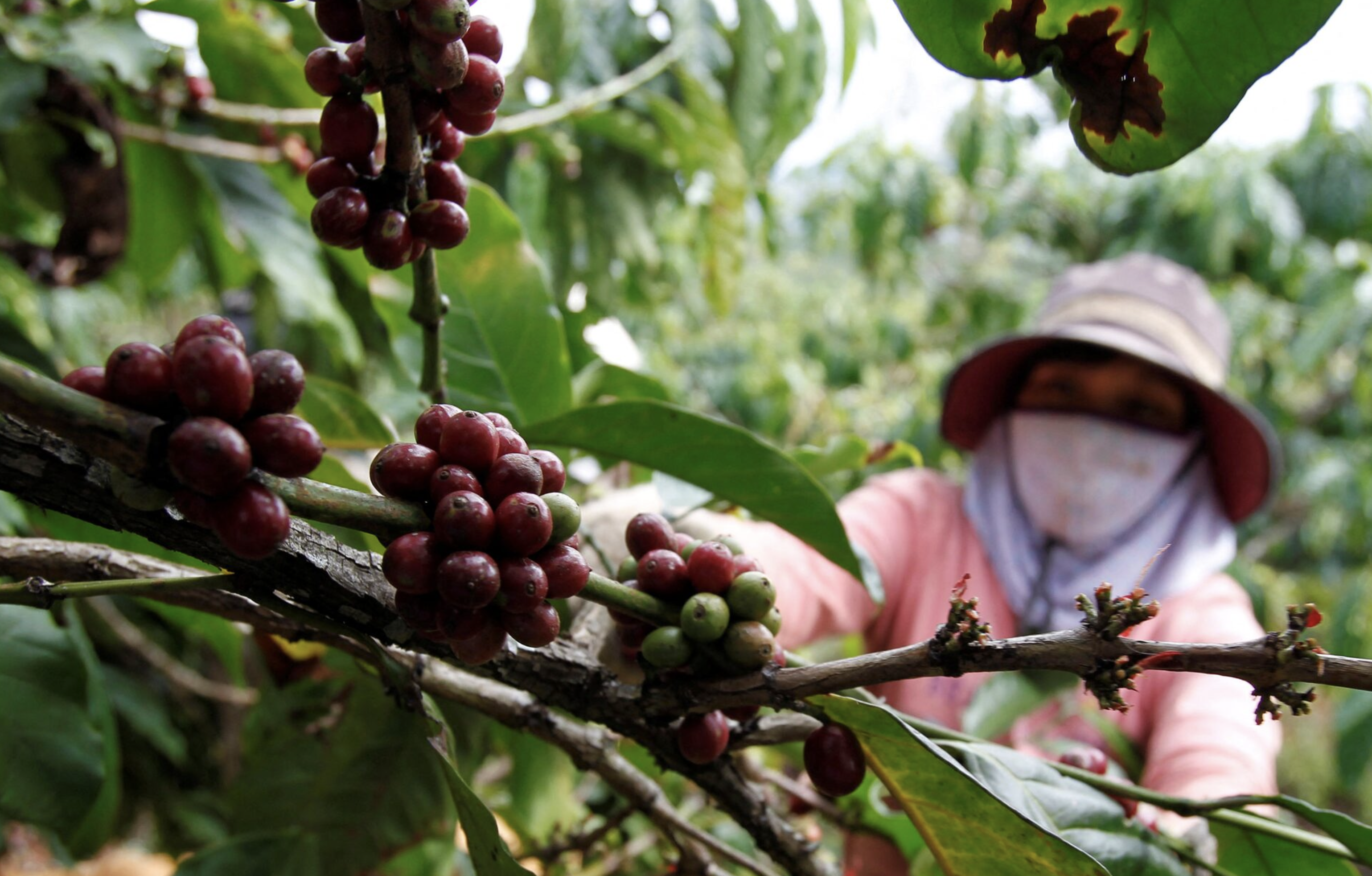 Vietnam coffee farmers boost irrigation but running low on water, says report