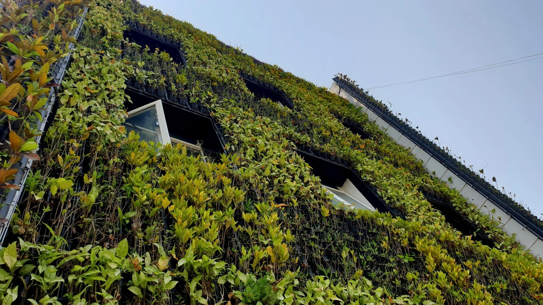 All the outer walls of the headquarters of the Dong Hoi City Public Service Management Board in Quang Binh Province, central Vietnam are covered with verdant plants, making it look like a ‘green fortress.’ Photo: Quoc Nam / Tuoi Tre