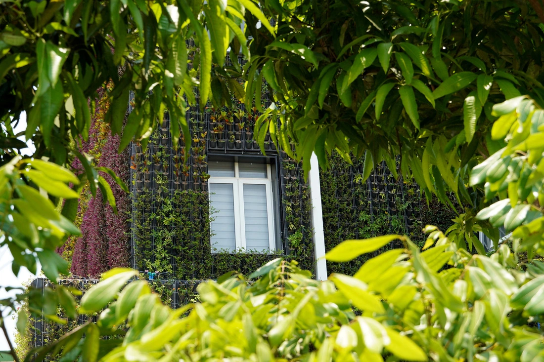 A part of a ‘green’ wall of the Dong Hoi City Public Service Management Board in Quang Binh Province, central Vietnam, which creates a feeling of coolness and comfort. Photo: Quoc Nam / Tuoi Tre