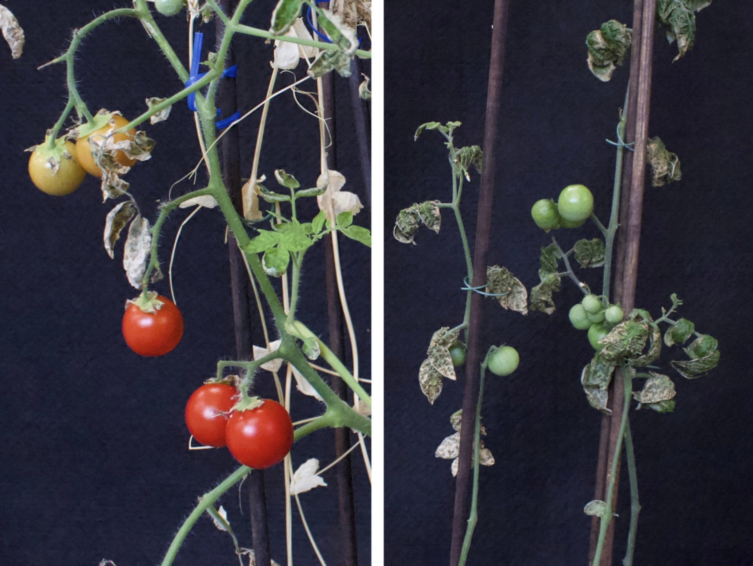 Combination picture shows cherry tomatoes grown in Mars regolith simulant under “intercropping” conditions (left) and “monocropping” conditions (right) at Wageningen University & Research in Wageningen, Netherlands, in these undated handout photographs. Photo: Reuters