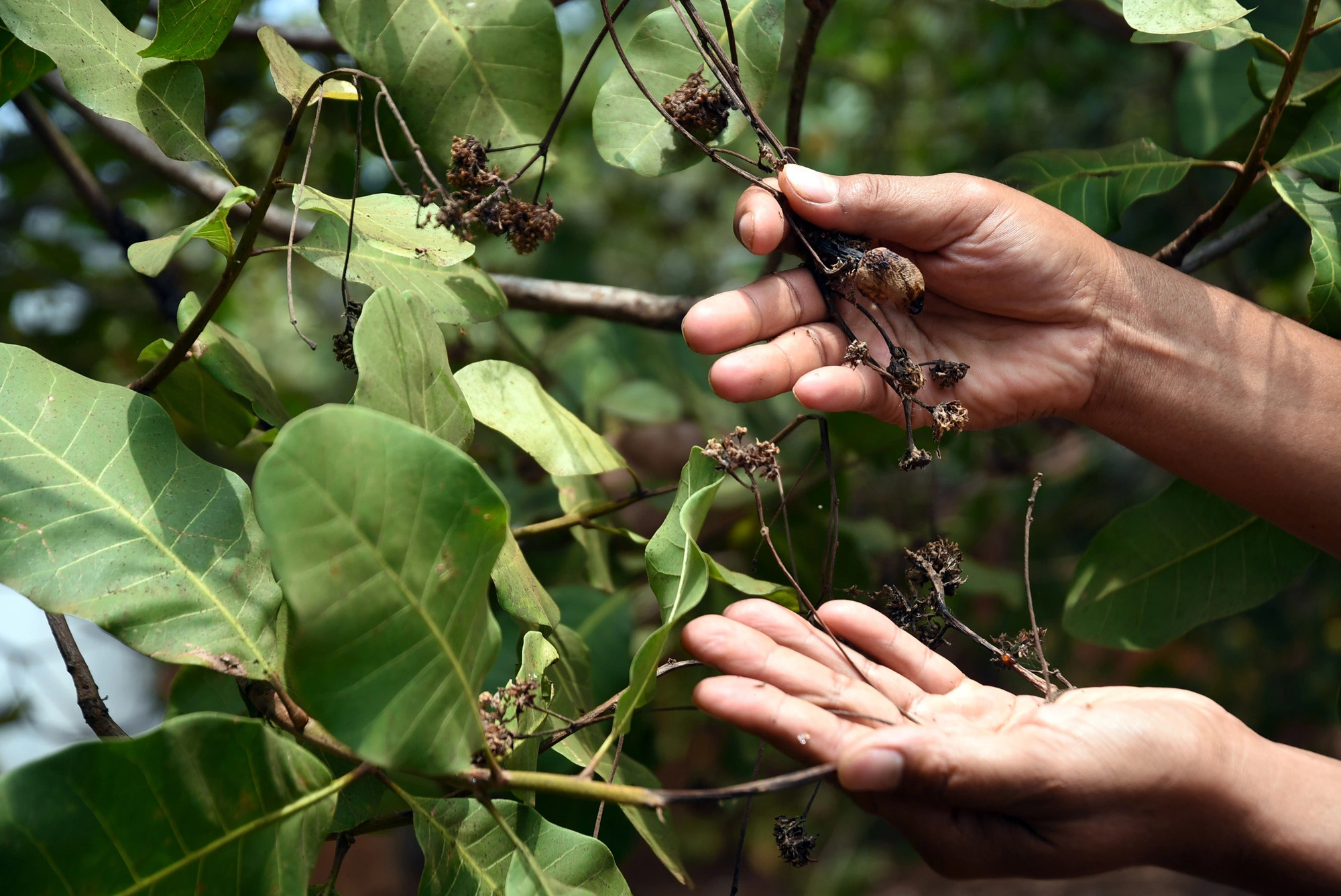 Thousands of hectares of plants in Binh Phuoc Province, southern Vietnam were affected by a prolonged drought. In this photo, cashew plants were damaged due to a lack of water. Photo: A.Loc / Tuoi Tre