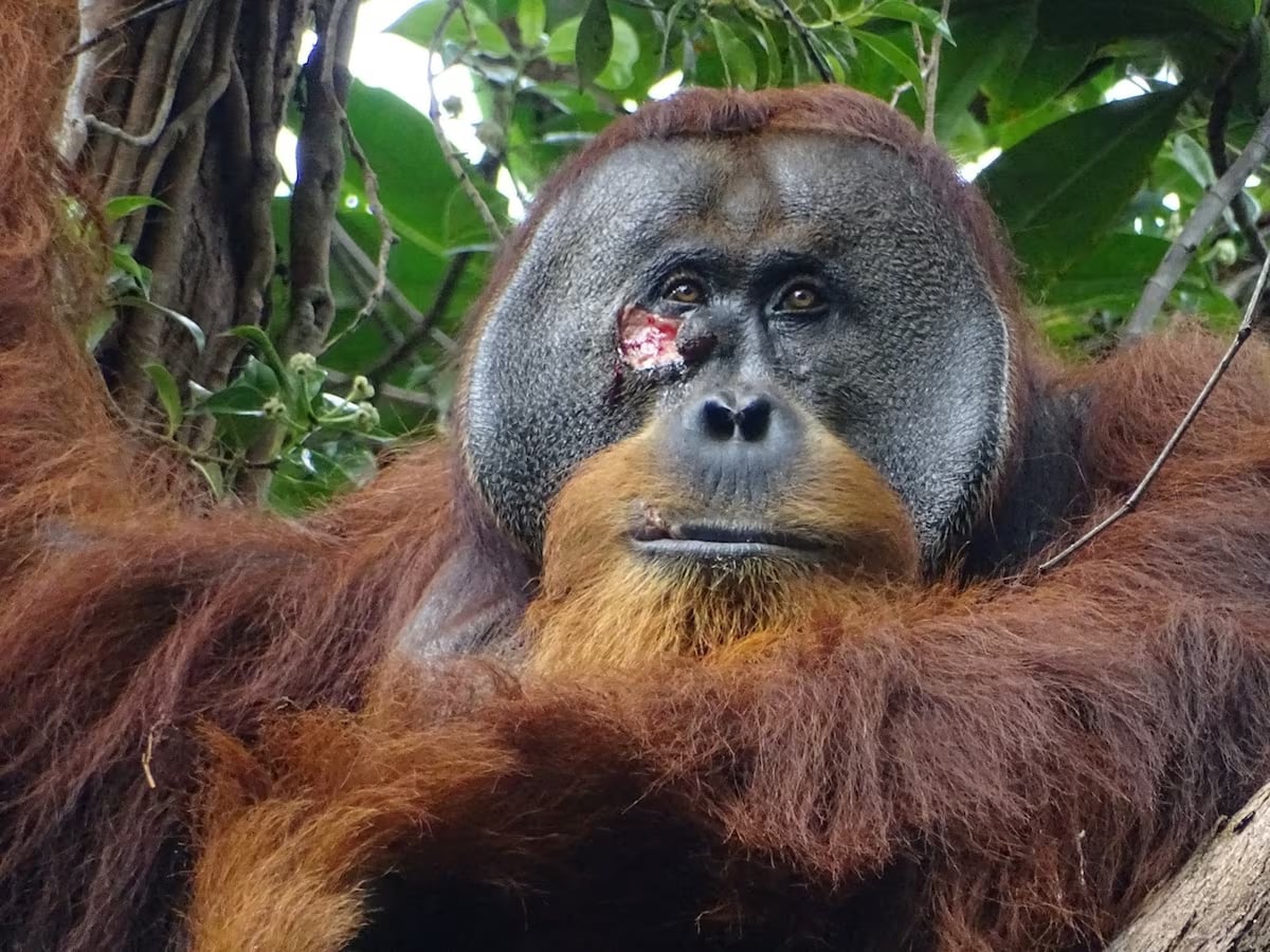 A male Sumatran orangutan named Rakus, with a facial wound below the right eye, is seen in the Suaq Balimbing research site, a protected rainforest area in Indonesia, two days before the orangutan administered wound self-treatment using a medicinal plant, in this handout picture taken June 23, 2022. Photo: Armas/Max Planck Institute of Animal Behavior/Handout via Reuters