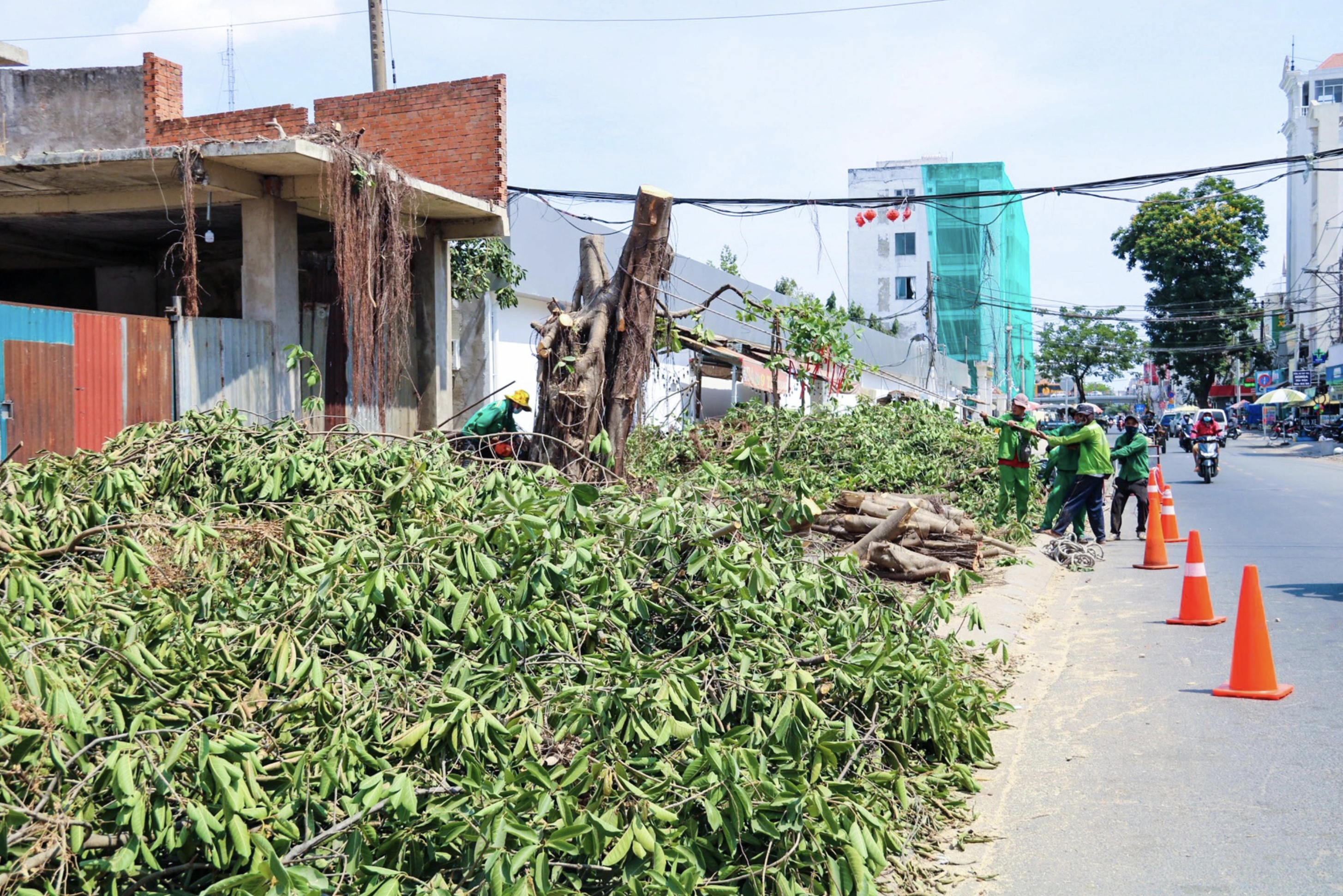 Ho Chi Minh City fells, relocates some 100 trees for road expansion near Tan Son Nhat airport