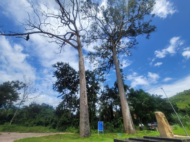 South-central Vietnam district says it needs nearly $16,000 to handle dead heritage tree